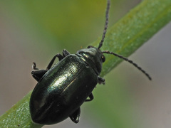Altica carinthiaca
