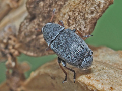 Bruchela rufipes