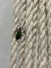 Prionocerus coeruleipennis