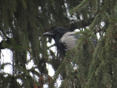 Corvus cornix
