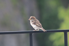 Passer domesticus