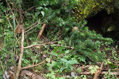 Abies homolepis