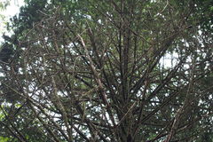 Abies homolepis