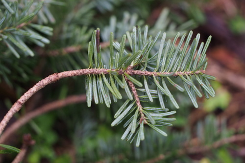 Image of Abies homolepis by (c) harum.koh, some rights reserved (CC BY-SA)