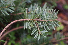 Abies homolepis