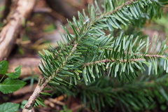 Abies homolepis