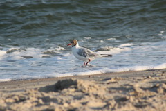 Chroicocephalus ridibundus