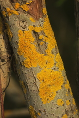Xanthoria parietina