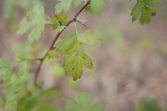 Bucculatrix bechsteinella