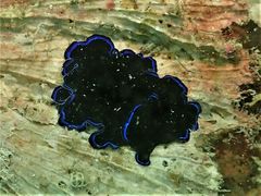 Pseudoceros caeruleocinctus