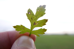 Bucculatrix bechsteinella