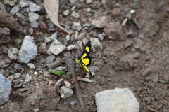 Cyllopodini