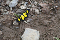 Cyllopodini