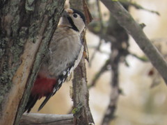 Dendrocopos syriacus
