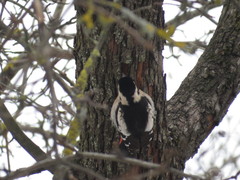 Dendrocopos syriacus