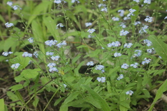 Myosotis sylvatica