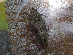 Copidocephala viridiguttata