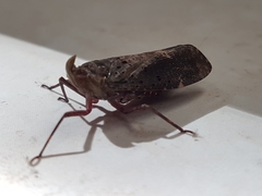 Copidocephala viridiguttata