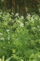 Anthriscus sylvestris