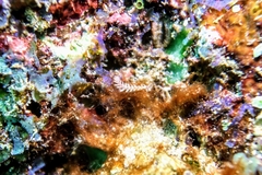 Pherecardia striata