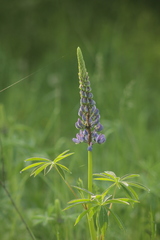 Lupinus polyphyllus