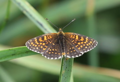 Melitaea diamina