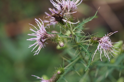 Cirsium tenuipedunculatum iNat (2)