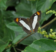 Adelpha thoasa