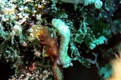 Dermatobranchus albus