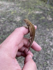 Sceloporus subniger