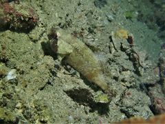 Centrogenys vaigiensis
