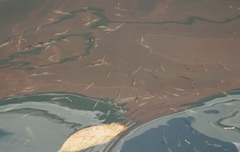 Gracilimugil argenteus