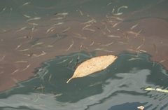 Gracilimugil argenteus