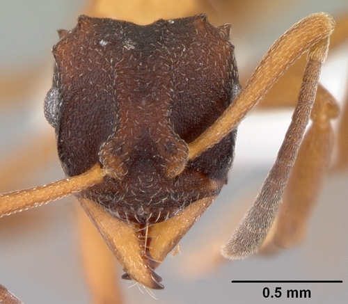 Mycetarotes parallelus