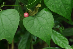 Zehneria japonica