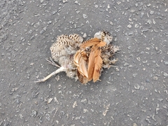 Rhynchotus rufescens