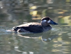 Melanitta perspicillata