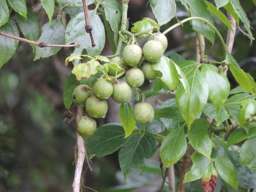 Cissus gongylodes