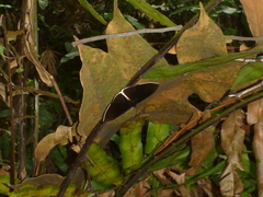 Lygniodes endoleucus