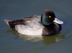 Aythya affinis