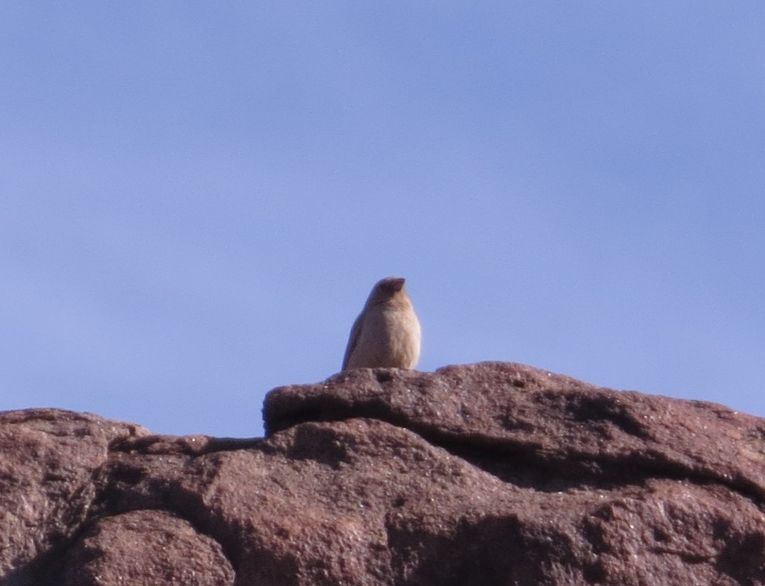 Sinai Rosefinch