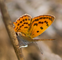 Lycaena ottomanus