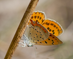 Lycaena ottomanus