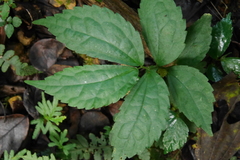 Elatostema cyrtandrifolium