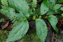 Elatostema cyrtandrifolium
