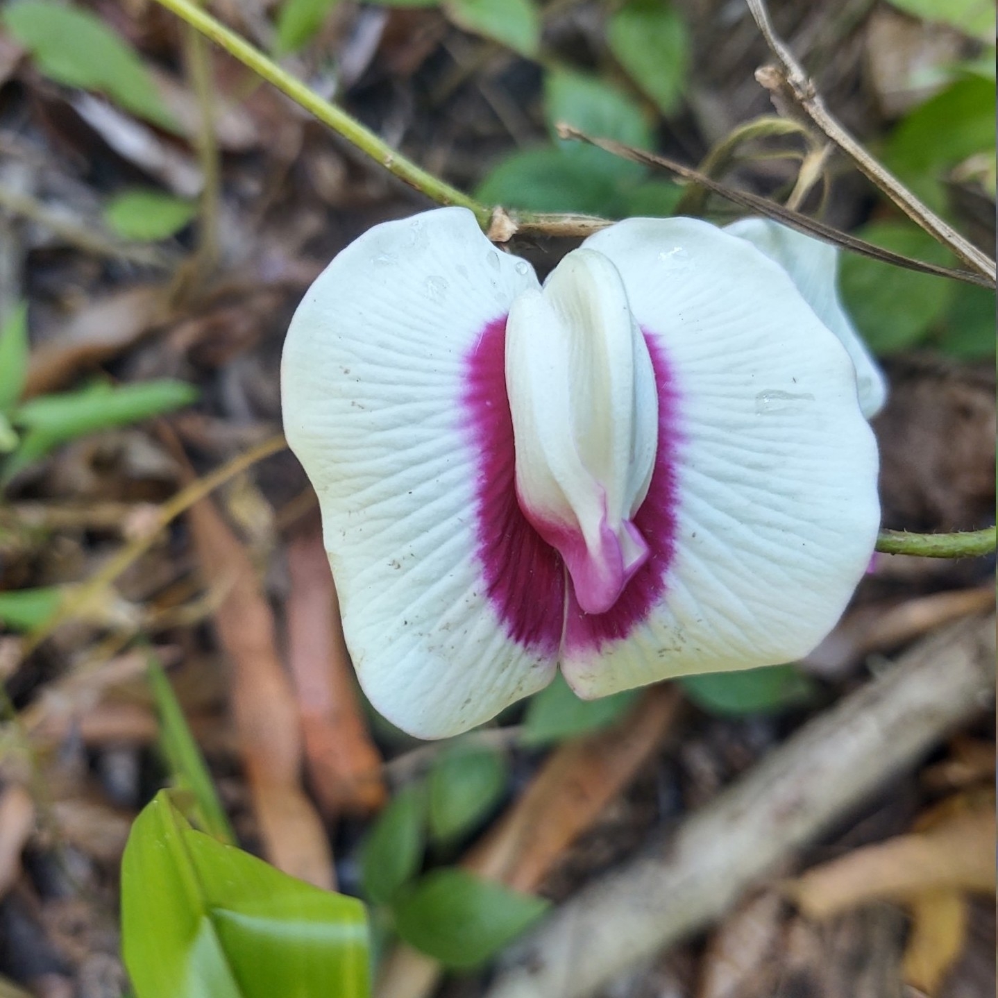 Centrosema plumieri