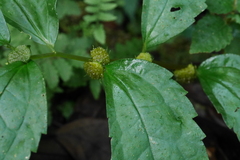 Elatostema cyrtandrifolium