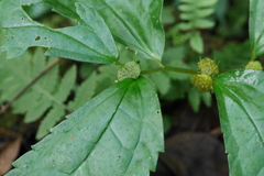 Elatostema cyrtandrifolium