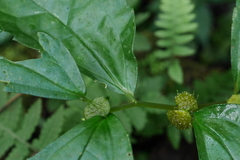 Elatostema cyrtandrifolium