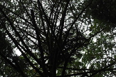 Abies homolepis